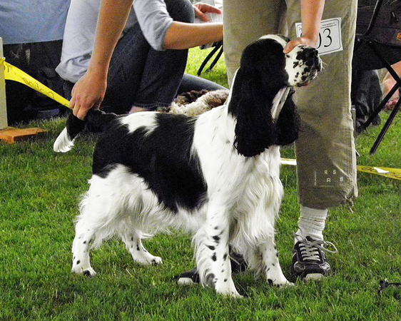 english springer spaniel