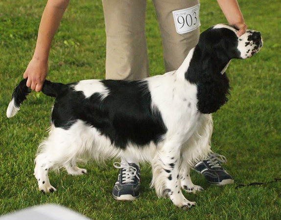 english springer spaniel