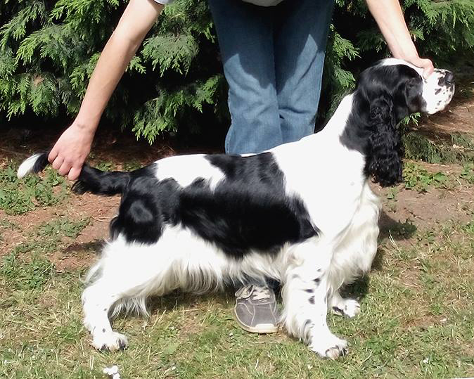 English springer spaniel