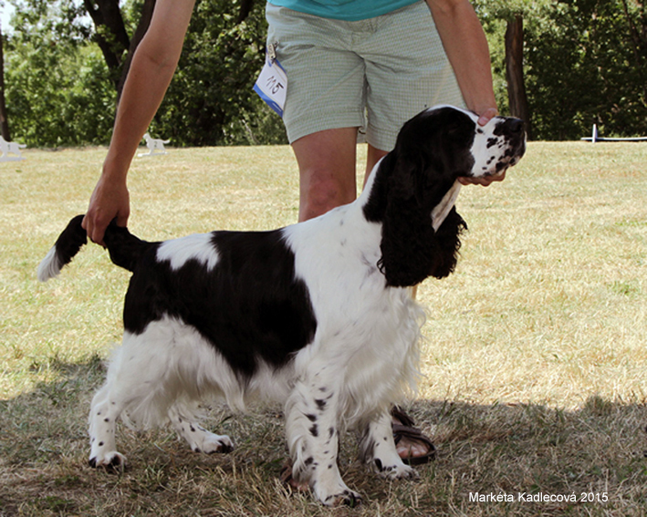 English springer spaniel