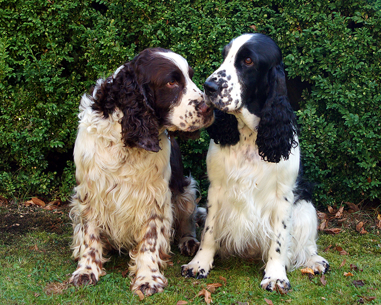 English springer spaniel puppies