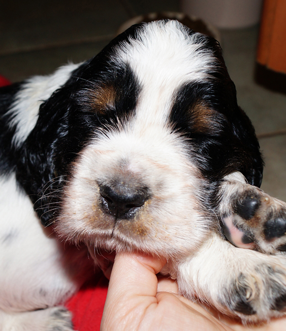 English springer spaniel BENDER MYSTERION BRITANICA