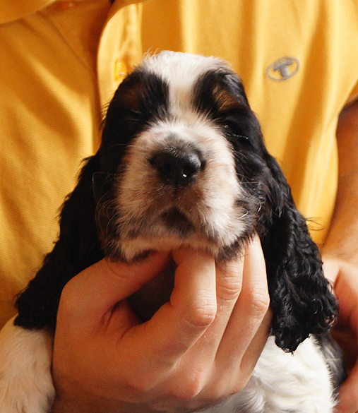 English springer spaniel BENDER MYSTERION BRITANICA