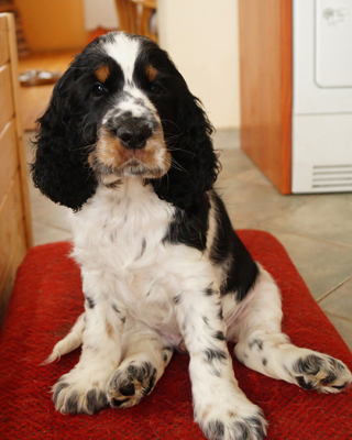 English springer spaniel BENDER MYSTERION BRITANICA