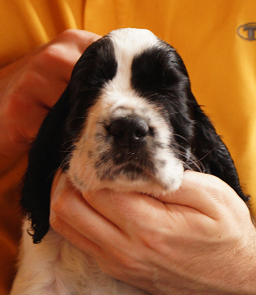 English springer spaniel BENETT MYSTERION BRITANICA