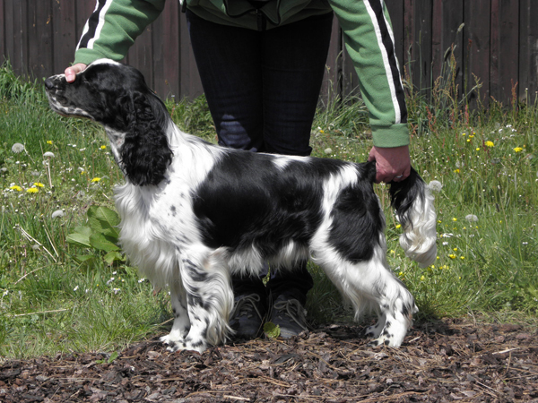 english springer spaniel