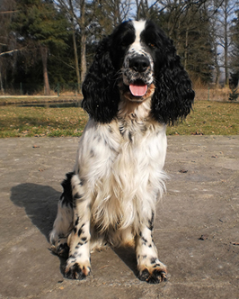 English springer spaniel