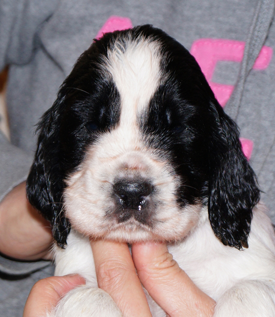 English springer spaniel BENETT MYSTERION BRITANICA