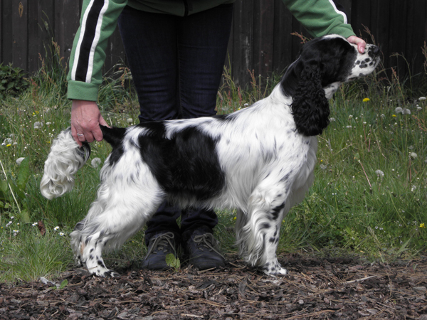 english springer spaniel