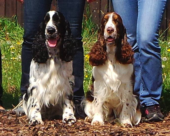 english springer spaniel