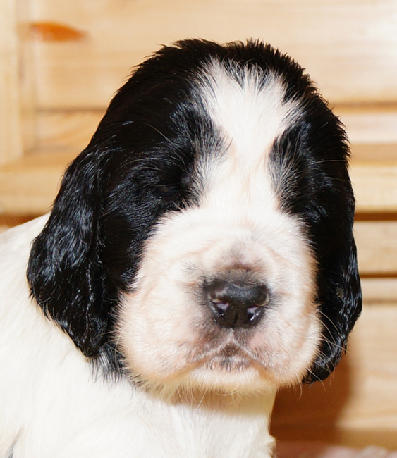 English springer spaniel BENTON MYSTERION BRITANICA