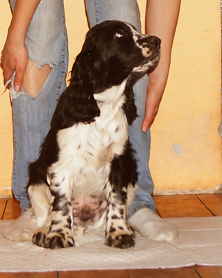 English springer spaniel BENTON MYSTERION BRITANICA