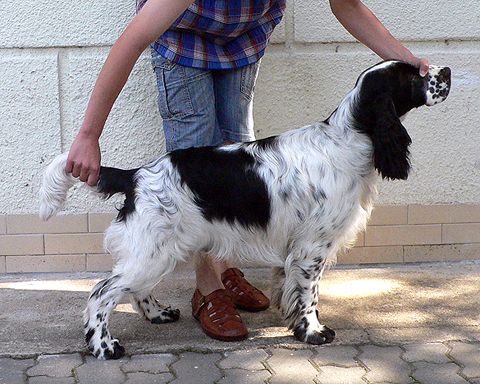 Anglick pringrpanl BLACK VELVET  TIFERET 