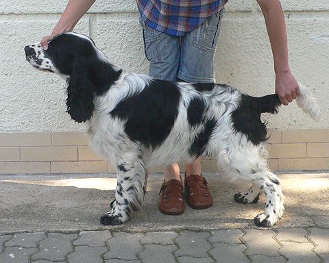 Anglick pringrpanl BLACK VELVET  TIFERET 