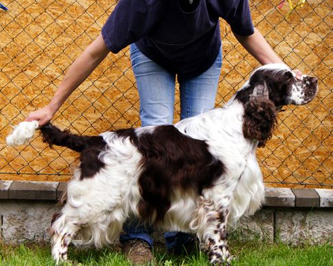 English springer spaniel BOURBON DREAM  TIFERET 