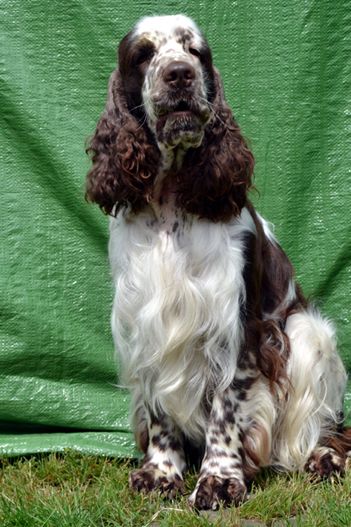 English springer spaniel BOURBON DREAM  TIFERET 