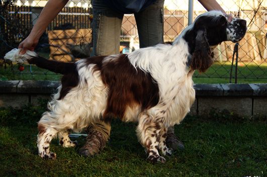 English springer spaniel BOURBON DREAM  TIFERET 