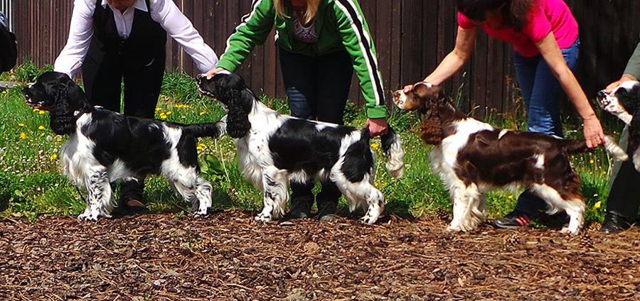 english springer spaniel