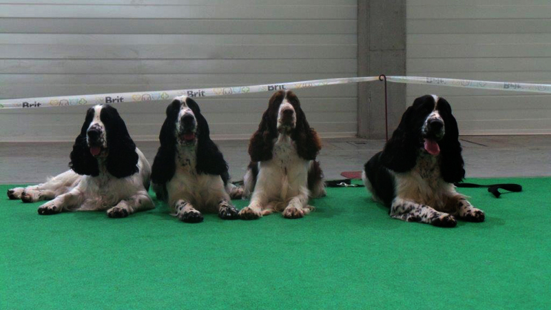 english springer spaniel