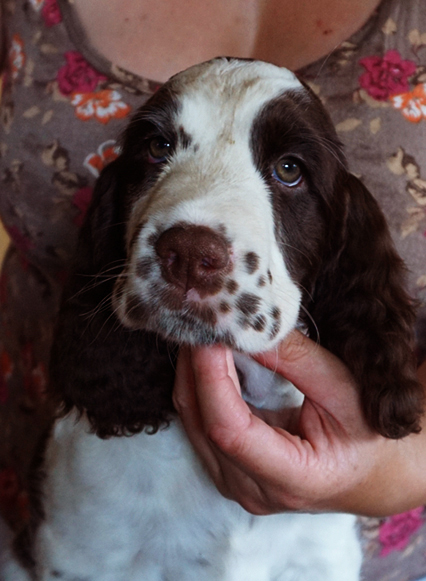 English springer spaniel CLAUDIA MYSTERION BRITANICA