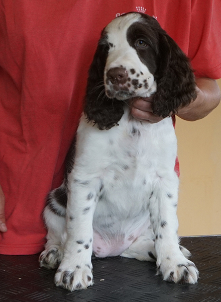 English springer spaniel CLAUDIA MYSTERION BRITANICA