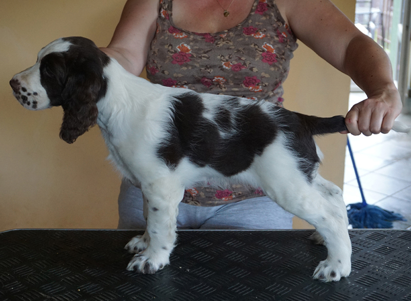 English springer spaniel CLAUDIA MYSTERION BRITANICA