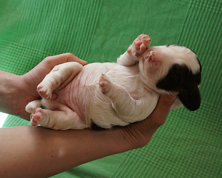 English springer spaniel CLAUDIA MYSTERION BRITANICA