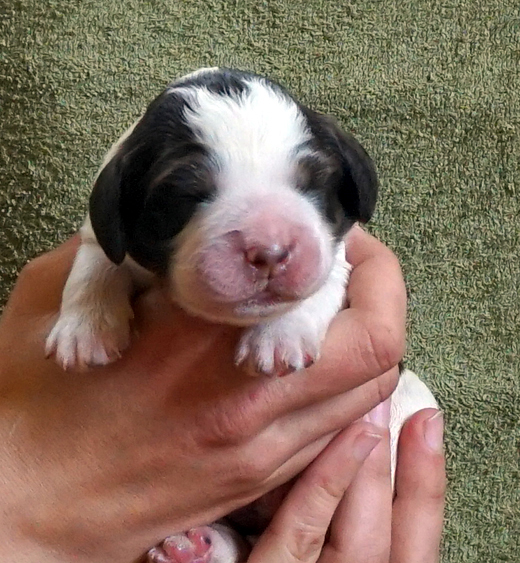 English springer spaniel CRISTOPH MYSTERION BRITANICA