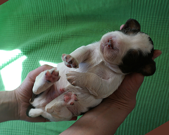 English springer spaniel CRISTOPH MYSTERION BRITANICA