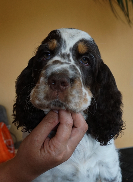 English springer spaniel CRISTOPH MYSTERION BRITANICA