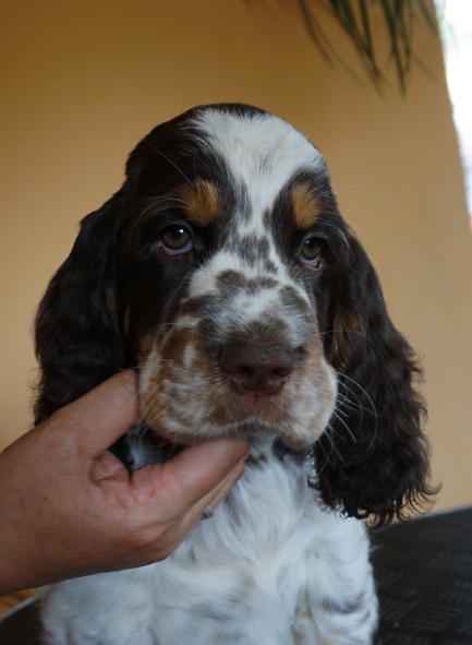 English springer spaniel CRISTOPH MYSTERION BRITANICA