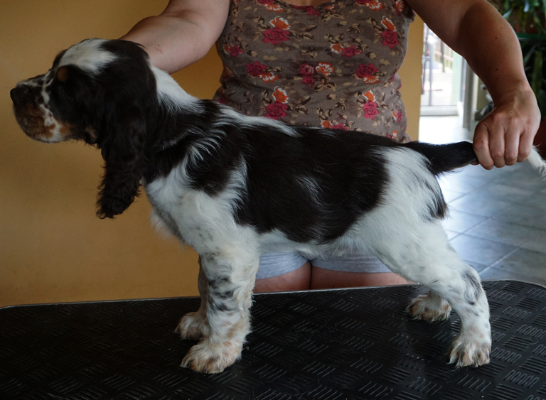 English springer spaniel CRISTOPH MYSTERION BRITANICA