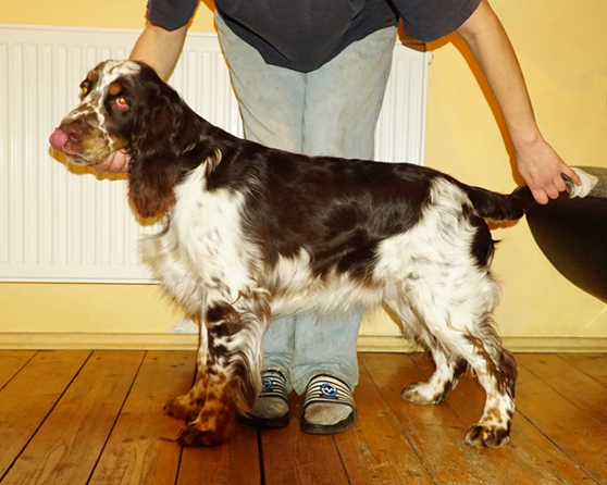 English springer spaniel CRISTOPH MYSTERION BRITANICA