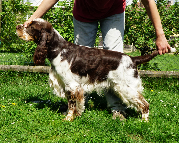 English springer spaniel CRISTOPH MYSTERION BRITANICA