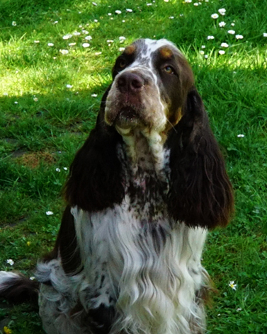 English springer spaniel CRISTOPH MYSTERION BRITANICA