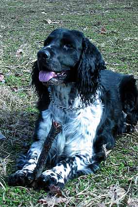 English springer spaniel DANEK