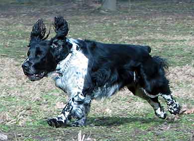 English springer spaniel DANEK