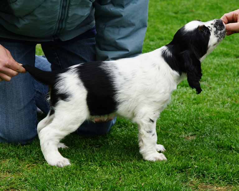 English springer spaniel DARTH MYSTERION BRITANICA