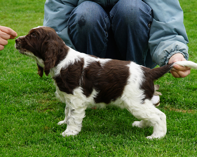 English springer spaniel DESTINY MYSTERION BRITANICA