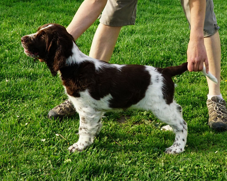 English springer spaniel DESTINY MYSTERION BRITANICA