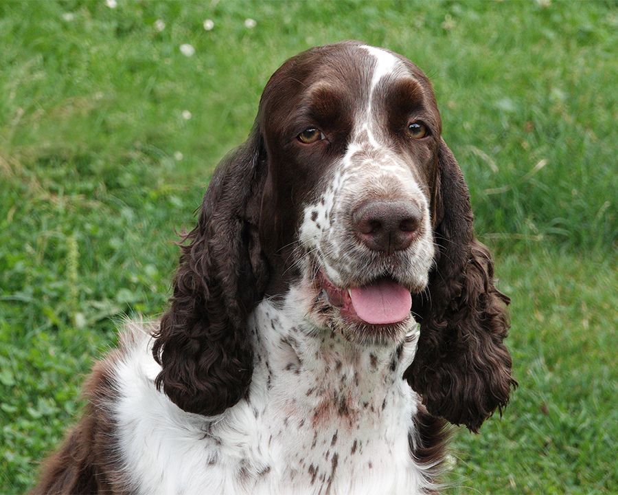 English springer spaniel DESTINY MYSTERION BRITANICA