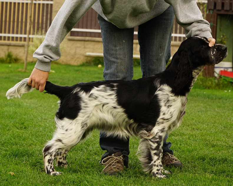 English springer spaniel DONELLI MYSTERION BRITANICA