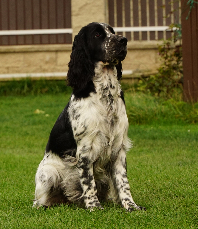 English springer spaniel DONELLI MYSTERION BRITANICA