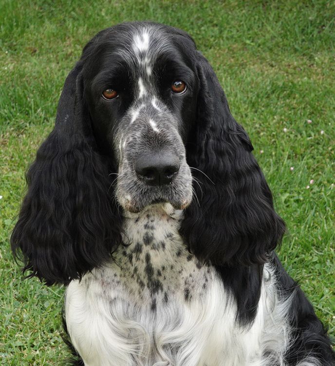 English springer spaniel DONELLI MYSTERION BRITANICA
