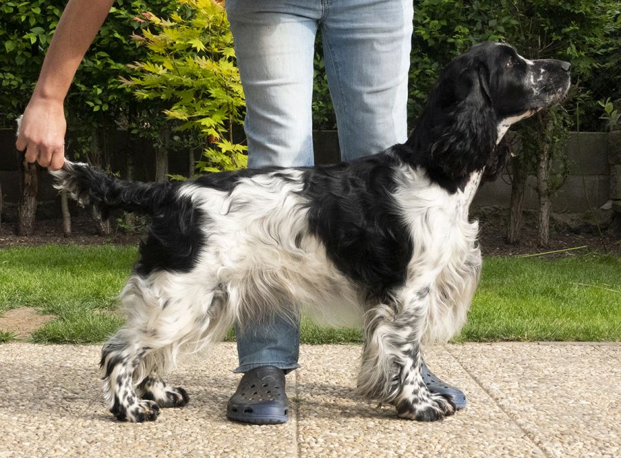 English springer spaniel DONELLI MYSTERION BRITANICA