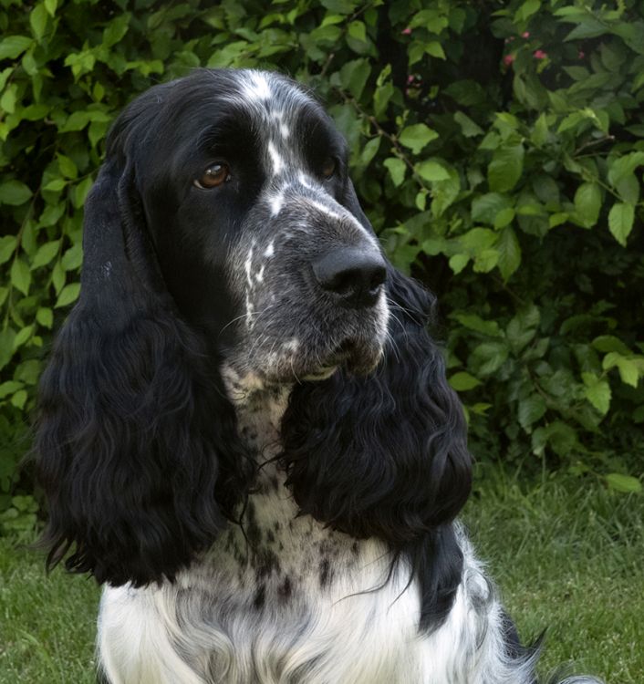 English springer spaniel DONELLI MYSTERION BRITANICA