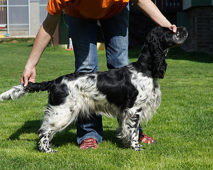 English springer spaniel DONELLI MYSTERION BRITANICA