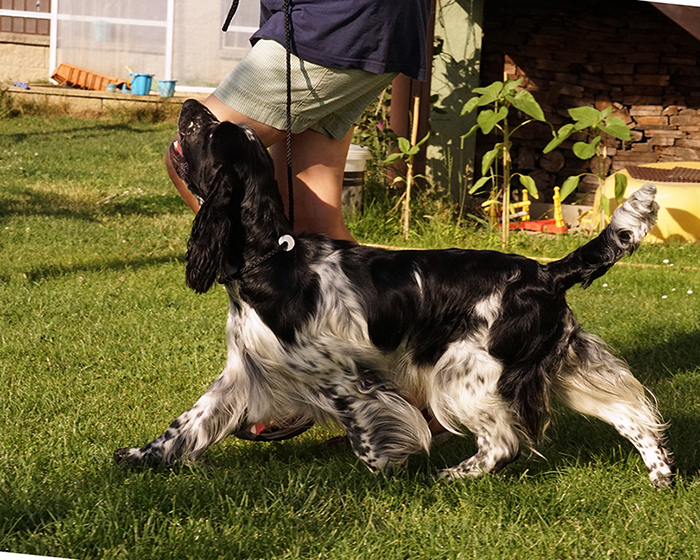 English springer spaniel DONELLI MYSTERION BRITANICA