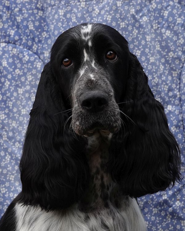 English springer spaniel DONELLI MYSTERION BRITANICA