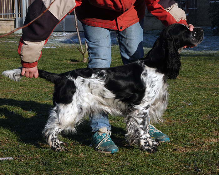 English springer spaniel DONELLI MYSTERION BRITANICA